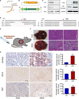 Frontiers | Establishment Of A Novel Mouse Hepatocellular Carcinoma ...